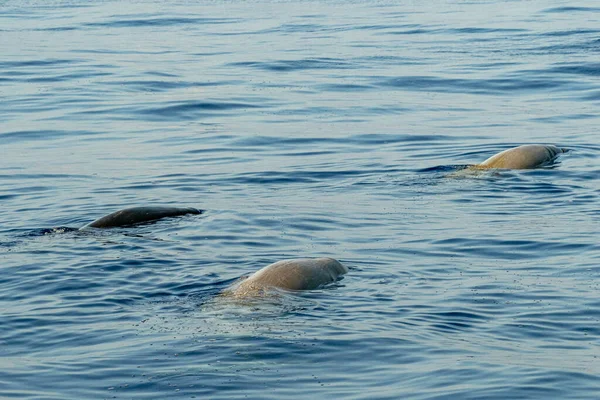 Vitt Dolphin Namn Cuvier Val Ultra Sällsynt Att — Stockfoto