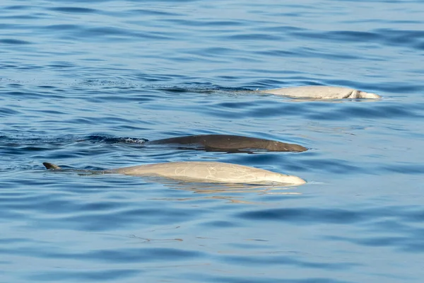 Bílý Delfín Jméno Cuvier Velryba Ultra Vzácné Vidět — Stock fotografie