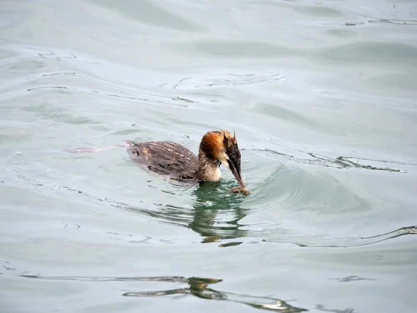 Grebe Ptak Podczas Pływania Jeziorze Garda Włochy — Zdjęcie stockowe