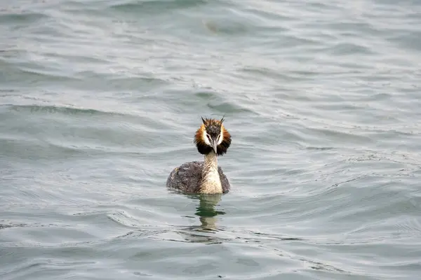 Grebe Uccello Mentre Nuota Nel Lago Garda Italia — Foto Stock