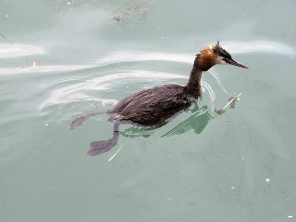 Grebe Bird Enquanto Nadava Lago Garda Itália — Fotografia de Stock