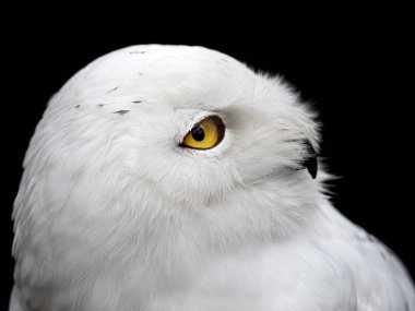 Karlı baykuş siyah bubo scandiacus 'te izole edildi