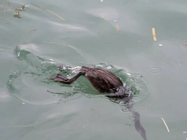 Oiseau Grèbe Nageant Dans Lac Garda Italie — Photo