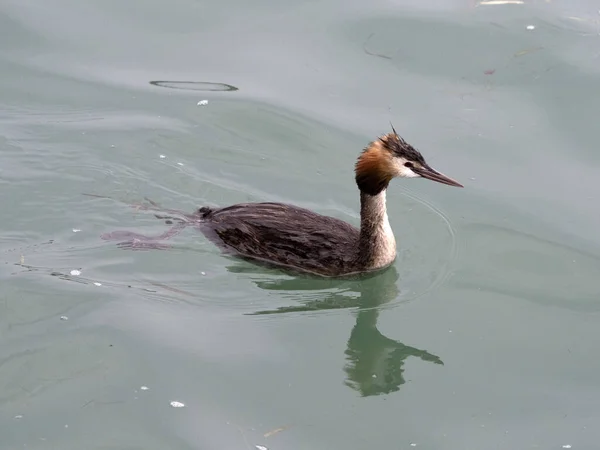 Grebe Uccello Mentre Nuota Nel Lago Garda Italia — Foto Stock