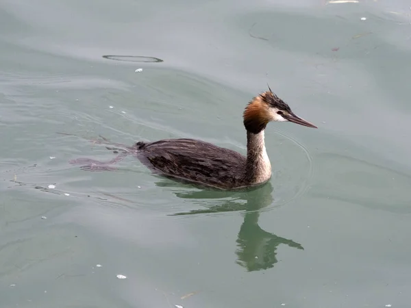 Grebe Ptak Podczas Pływania Jeziorze Garda Włochy — Zdjęcie stockowe