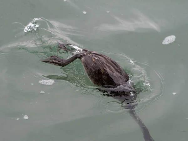 Grebe Pták Při Koupání Jezeře Garda Itálie — Stock fotografie