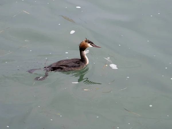 Grebe Uccello Mentre Nuota Nel Lago Garda Italia — Foto Stock