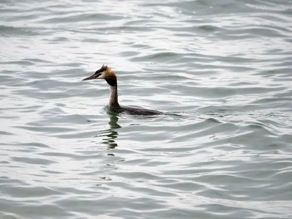 Grebe Ptak Podczas Pływania Jeziorze Garda Włochy — Zdjęcie stockowe