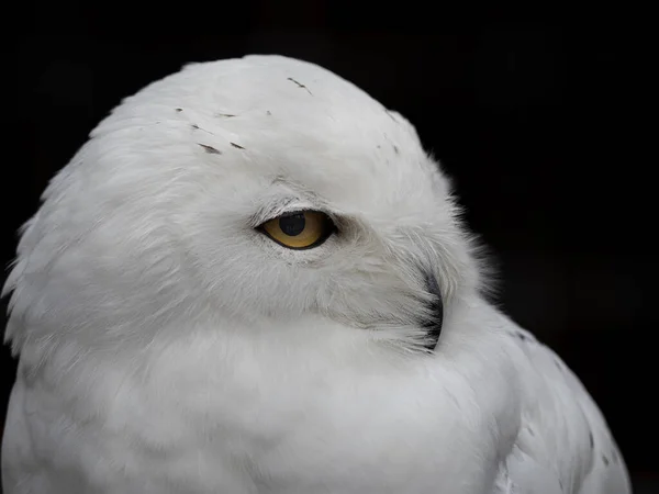 Snowy Owl Isolated Black Bubo Scandiacus — Stock Photo, Image