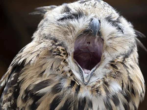 Open Beak Indian Eagle Owl Close Portrait Bubo Bengalensis — Stock Photo, Image