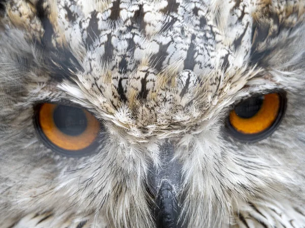 Aguila Siberiana Búho Bubo Sibiricus Pájaro Cerrar Los Ojos Retrato — Foto de Stock