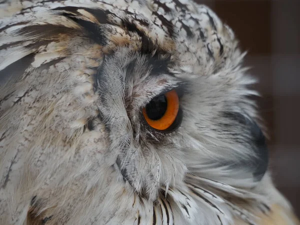 Aguila Siberiana Búho Bubo Sibiricus Pájaro Cerrar Los Ojos Retrato — Foto de Stock