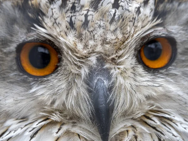 Aguila Siberiana Búho Bubo Sibiricus Pájaro Cerrar Los Ojos Retrato — Foto de Stock