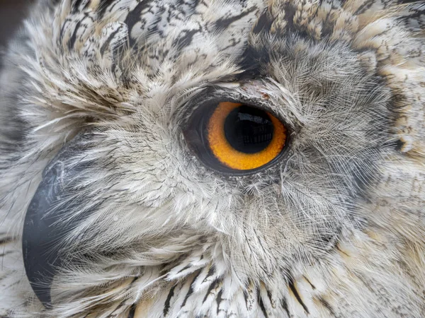 Hibou Aigle Sibérien Bubo Sibiricus Oiseau Gros Plan Yeux Portrait — Photo