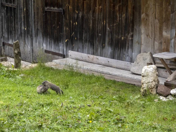 Marmota Marmota Jugando Fuera Cabaña Madera Montaña —  Fotos de Stock