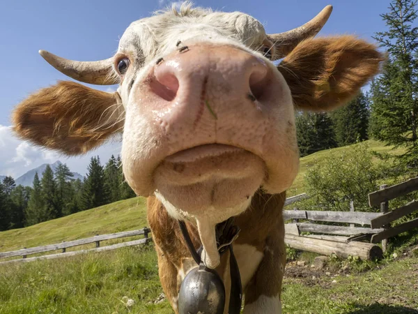 Cow Våta Näsa Närbild Detalj Makro — Stockfoto