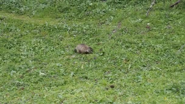 Marmot Groundhog Playing Wooden Hut Mountain — Stock Video