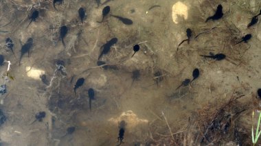 Bataklıktaki kurbağa yavrusu.