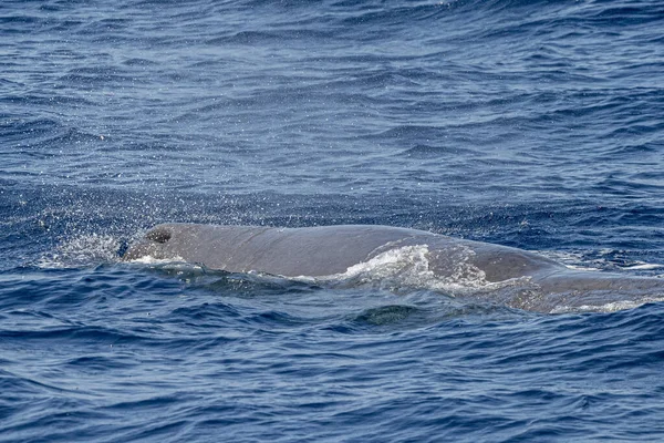 Sperm Whale Pôr Sol Fechar Enquanto Sopra Respiração — Fotografia de Stock