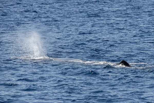 Sperm Whale Pôr Sol Fechar Enquanto Sopra Respiração — Fotografia de Stock