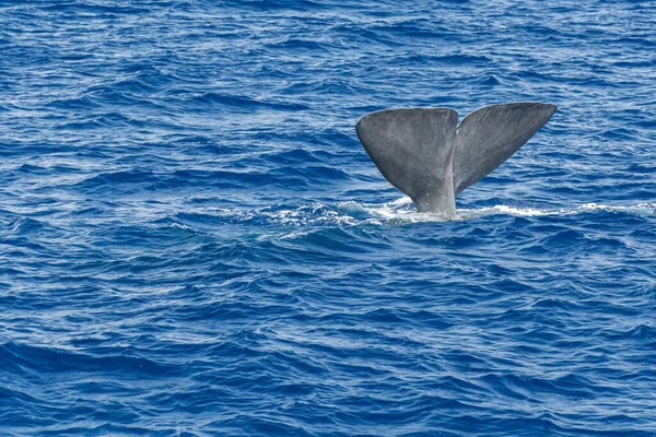 Cola Una Ballena Esperma Atardecer Cerca Mientras Bucea —  Fotos de Stock