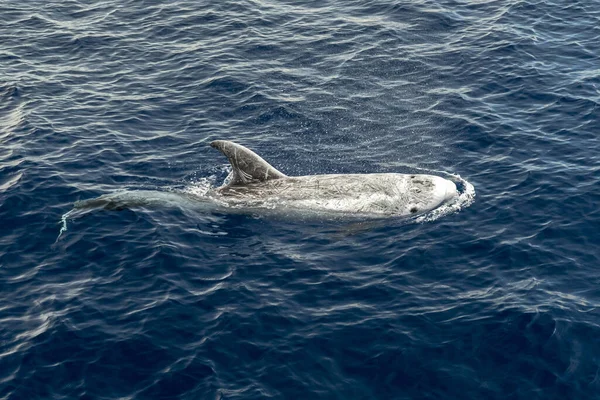 Risso Dolphin Grampus Mar Mediterráneo Liguria — Foto de Stock