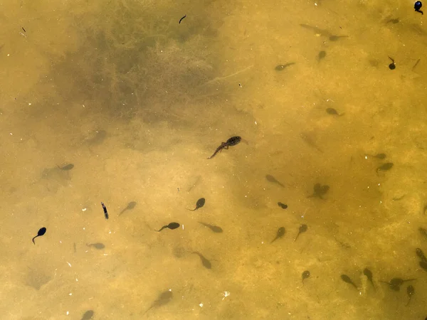 Têtard Grenouille Dans Détail Marécageux — Photo