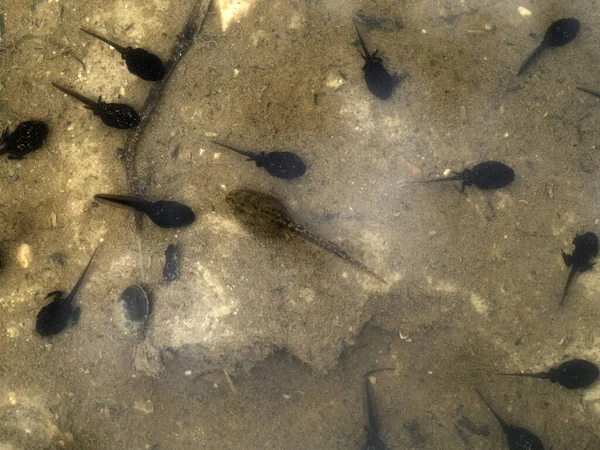 Frosch Kaulquappe Einem Sumpf Detail — Stockfoto