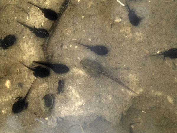 Frog Tadpole Swamp Detail — Stock Photo, Image