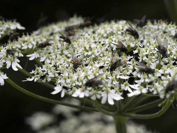Fliegen Auf Weißen Blume Makro Aus Nächster Nähe — Stockfoto