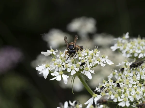 Fliegen Auf Weißen Blume Makro Aus Nächster Nähe — Stockfoto