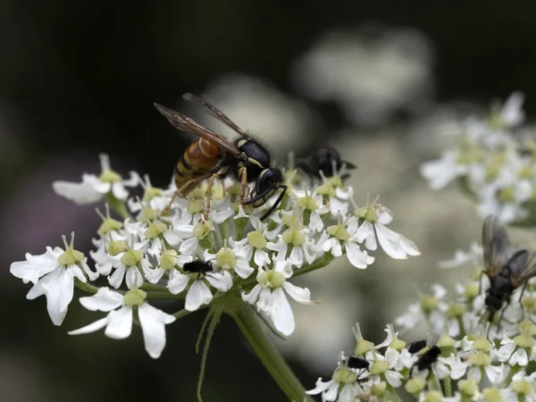 Fliegen Auf Weißen Blume Makro Aus Nächster Nähe — Stockfoto