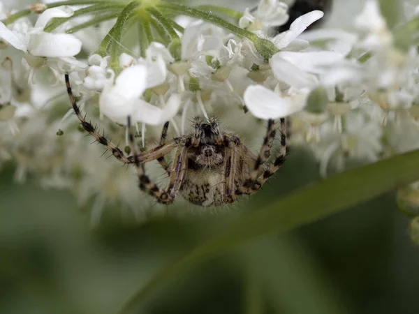 Araignée Sur Fleur Blanche Macro Gros Plan — Photo