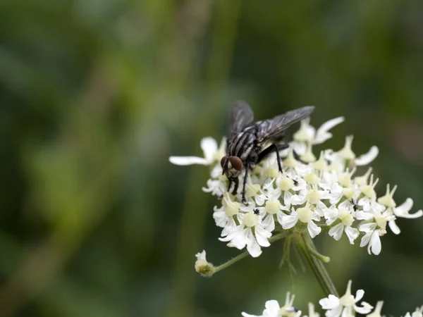 Fliegen Auf Weißen Blume Makro Aus Nächster Nähe — Stockfoto