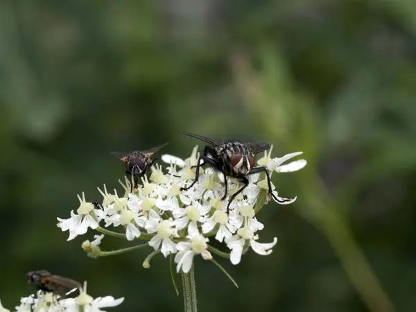 Fliegen Auf Weißen Blume Makro Aus Nächster Nähe — Stockfoto