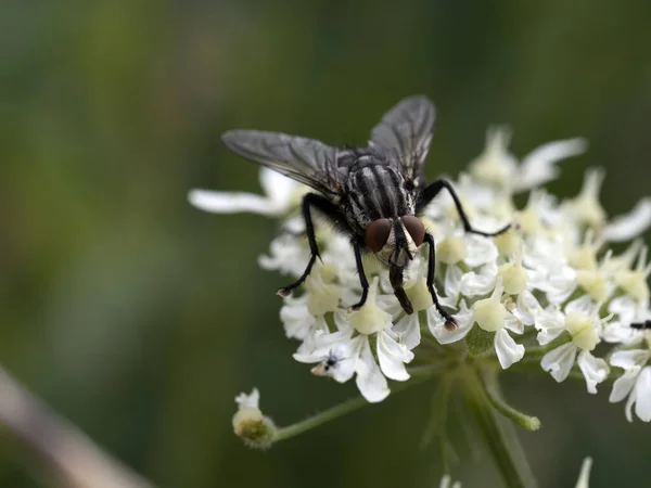 Fly White Flower Macro Close — Stock Photo, Image