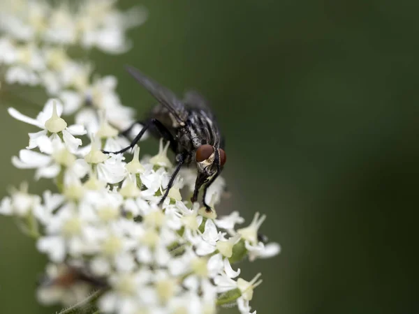 Moucha Bílém Květu Makro Zavřít — Stock fotografie