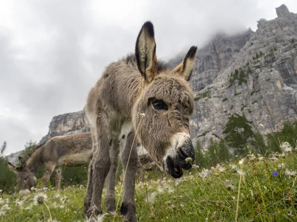 Γάιδαρος Πορτρέτο Dolomites Φόντο Πανόραμα — Φωτογραφία Αρχείου