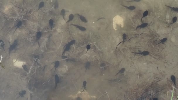 Frosch Kaulquappe Einem Sumpf Detail — Stockvideo