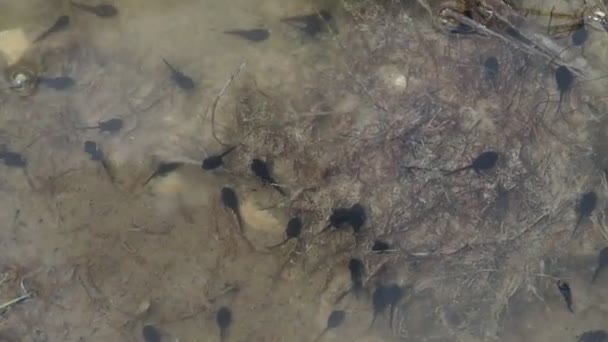 Bataklıktaki Kurbağa Yavrusu — Stok video