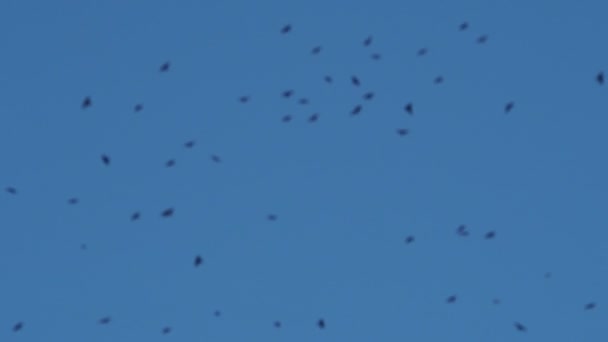 Dolomite Dağlarının Arka Planında Vıraklayan Kara Kuş Sürüsü — Stok video