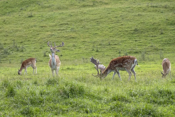 Ciervo Superficial Sobre Hierba Verde Fondo Del Campo —  Fotos de Stock