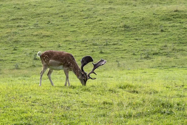 緑の草原の背景に落ちた鹿 — ストック写真