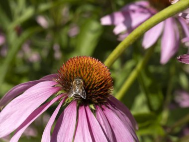 Ekinezya bitkisindeki arı sineği. Detayları kapat.