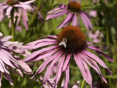 Ekinezya bitkisindeki arı sineği. Detayları kapat.