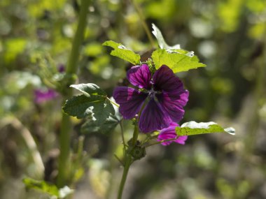Malva Silvestris bitkisi. Detayları kapat.