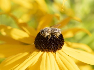 Ekinezya bitkisindeki arı sineği. Detayları kapat.