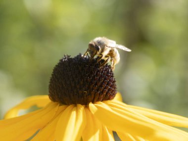Ekinezya bitkisindeki arı sineği. Detayları kapat.