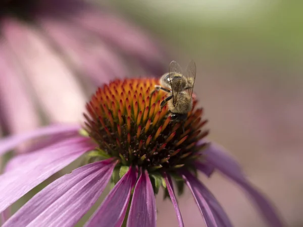 Biene Fliegen Auf Echinacea Pflanze Blume Aus Nächster Nähe Detail — Stockfoto