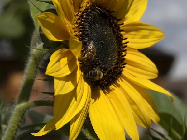 Biene Auf Sonnenblume Nahaufnahme Detail — Stockfoto